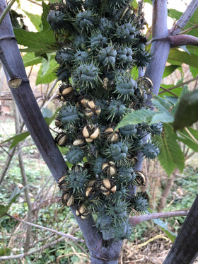 Smoke Camp Crafts castor seeds potting depth guidance for germination