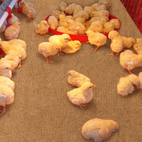 SmoothNovelty nesting pads are easy to replace, saving time on bedding upkeep.