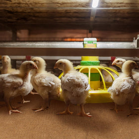SmoothNovelty large nest mats use natural fibers for comfortable brooding spaces.