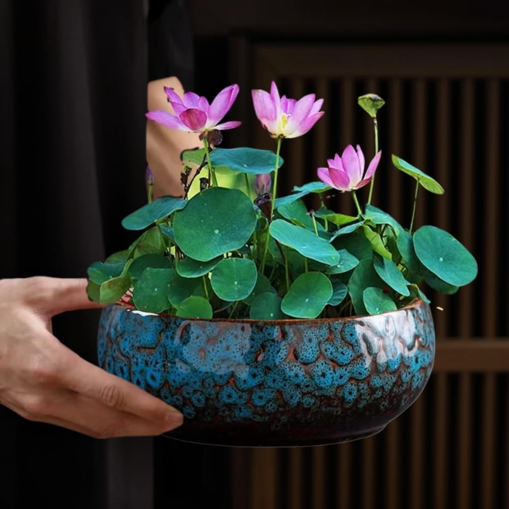 Smowfes decorative aquatic plant bowl placed in a home patio setting.