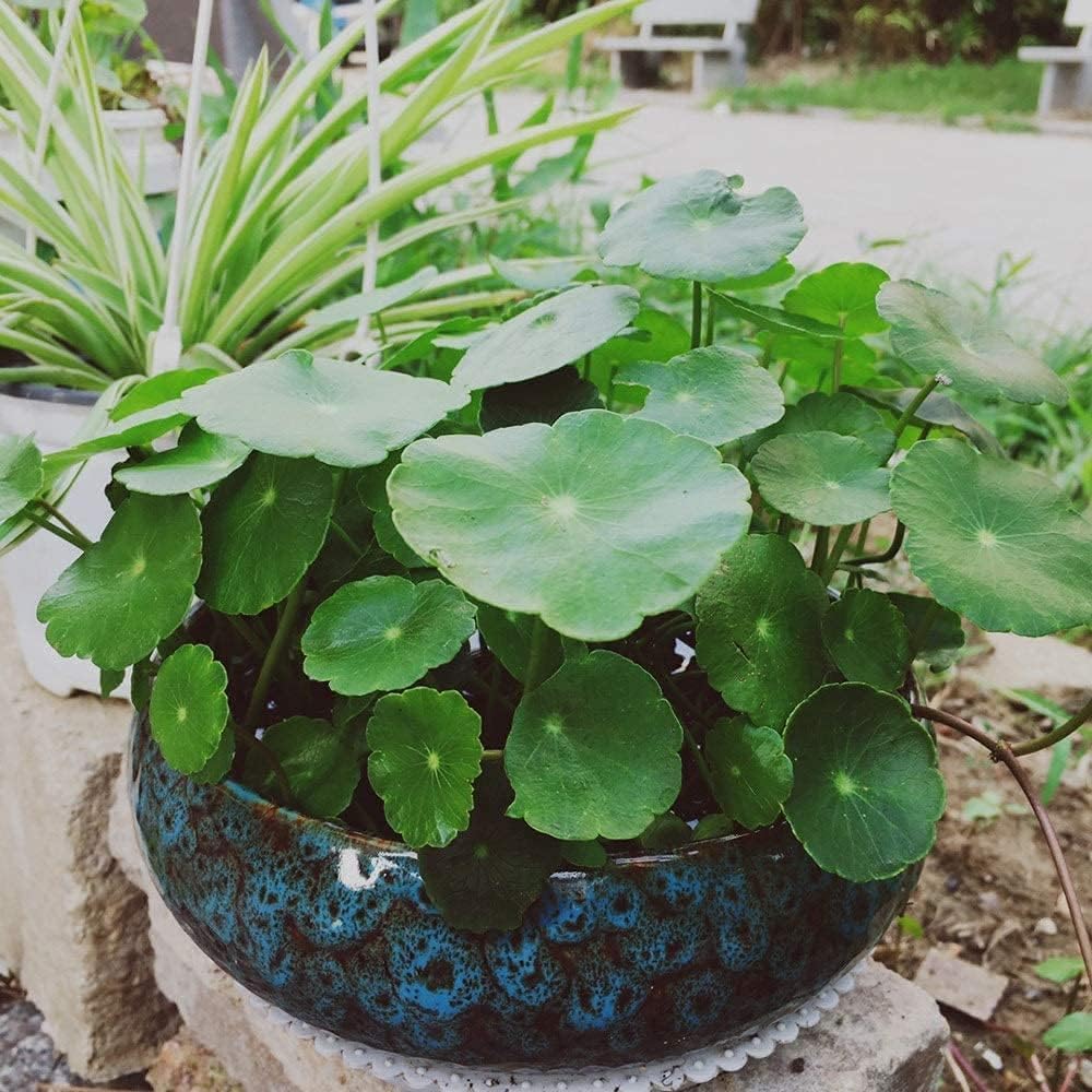 Smowfes lotus bowl complements succulents, herbs, and moss for indoor/outdoor display.