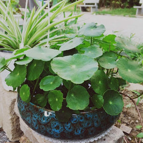 Smowfes lotus bowl complements succulents, herbs, and moss for indoor/outdoor display.