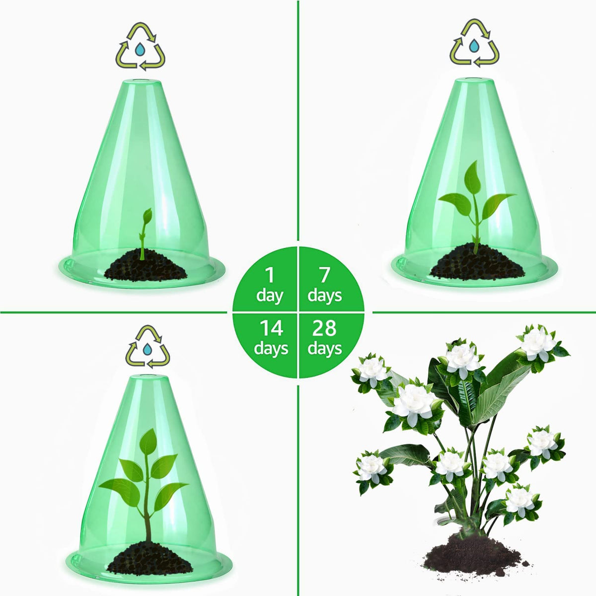 SMUJU cloche provides plant protection with secure placement