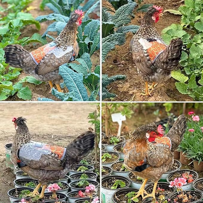SNMGK colorful design helps injured hens blend in with flock.