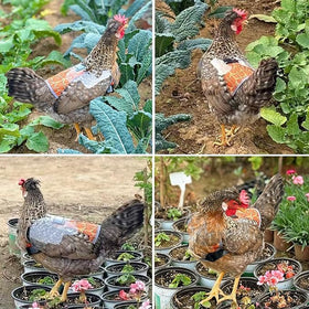 SNMGK colorful design helps injured hens blend in with flock.