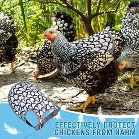 SNMGK hen wearing saddle on walk shows practical protection while roaming the coop