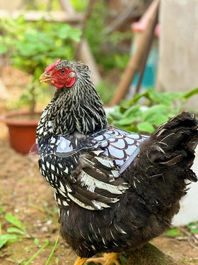 SNMGK chicken saddle wing protector enabling calm roaming and feather protection.