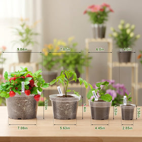 Softum 6-inch transparent pot ideal for herbs and starter seedlings
