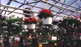 Soil Moist Mats pack of 12 provides simple hydration for setups.