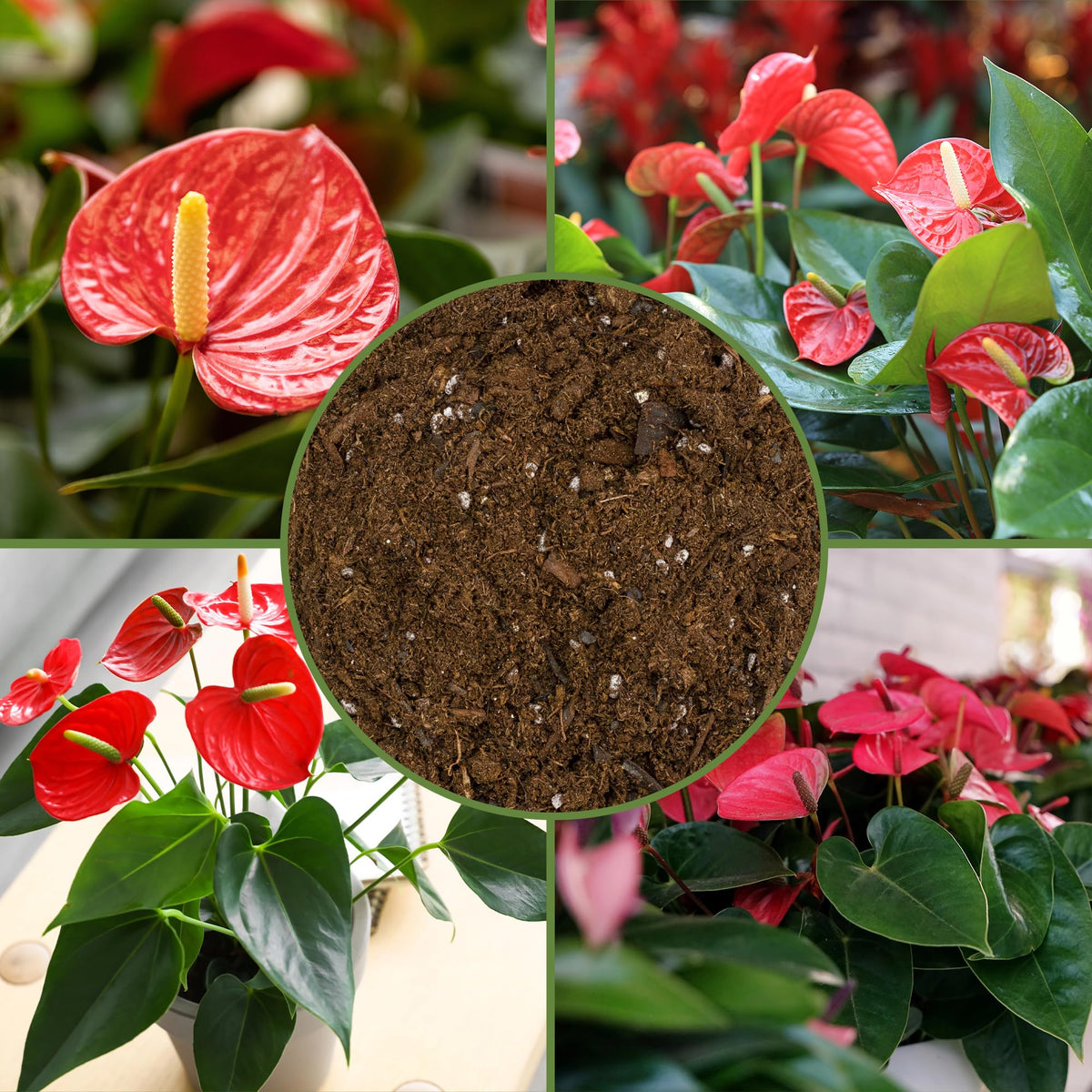Soil Sunrise Anthurium aerated mix supporting vibrant root systems.