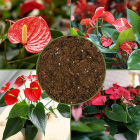 Soil Sunrise Anthurium aerated mix supporting vibrant root systems.