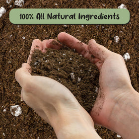 Soil Sunrise elephant ear mix for Colocasia and Alocasia — great for indoor or outdoor pots