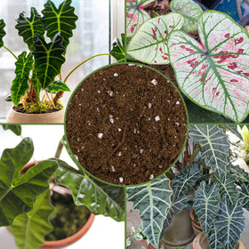 Soil Sunrise sand and perlite addition — enhances drainage in container soils