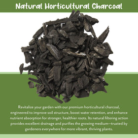 Terrarium setup using Soil Sunrise charcoal to support natural filtration.