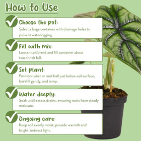 Soil Sunrise worm castings included — natural nutrients support steady growth