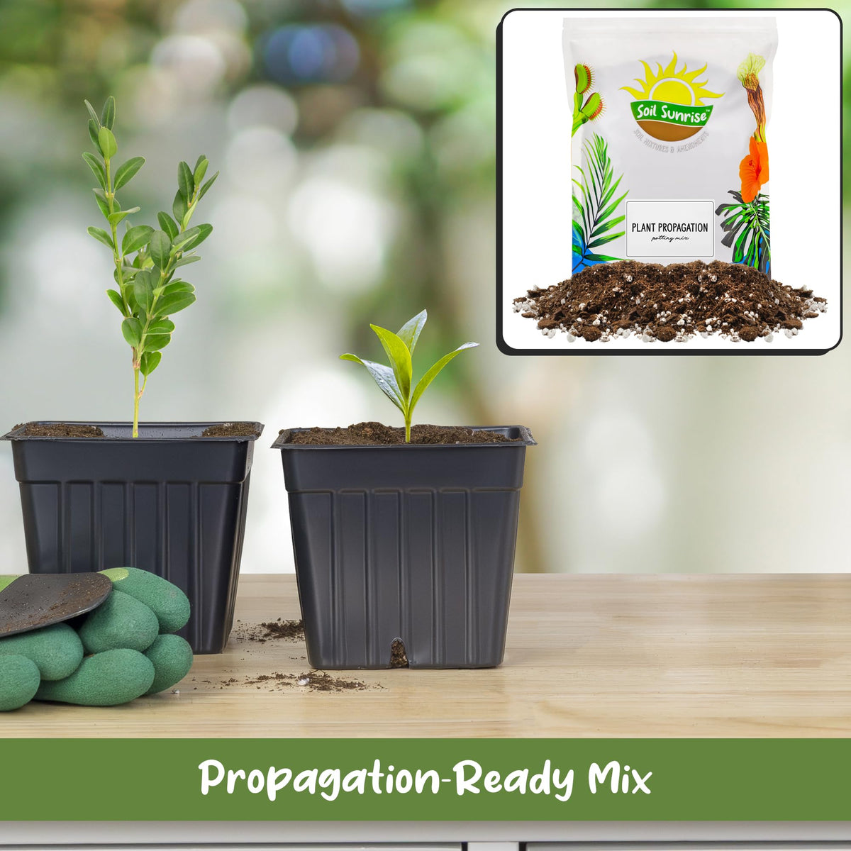 Soil Sunrise worm castings add gentle nutrients for root development.