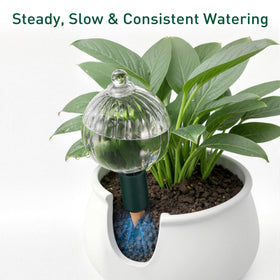 Soilagua self-watering globe in action with plant roots
