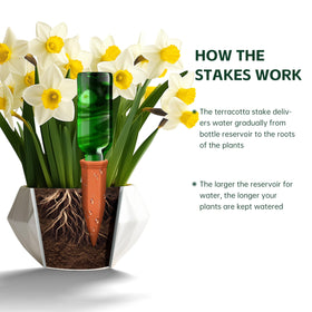 Soilagua wine bottle connector cap simplifies setup for vacation plant care.