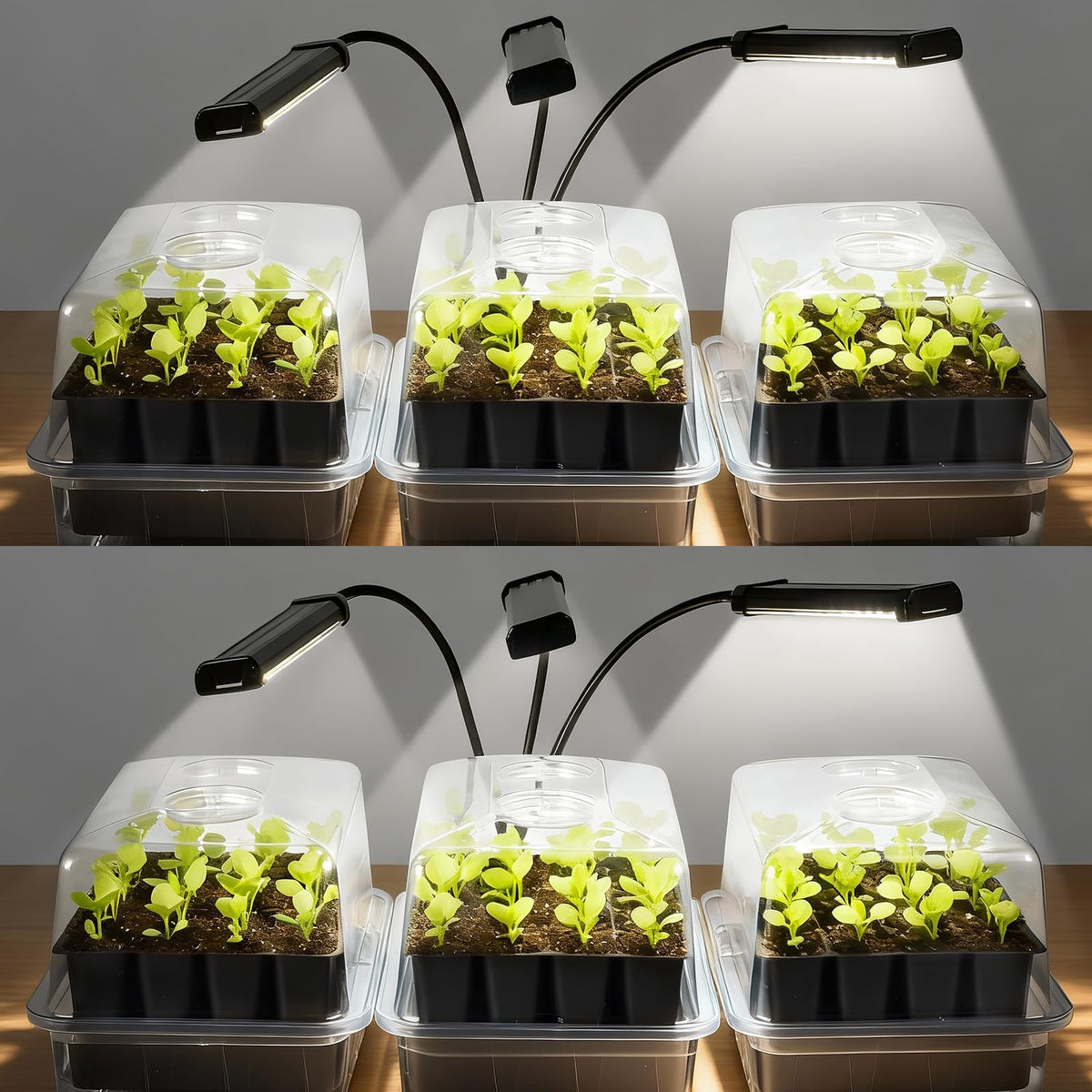 SOLIGT 144-cell seed starter trays with grow lights enabling early germination