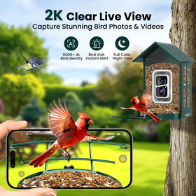 SOLIOM AI bird ID alerts identify species as birds arrive.