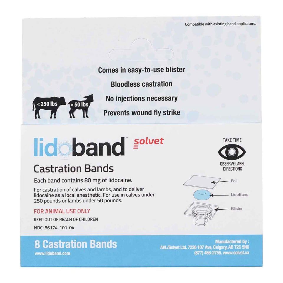 SOLVET Lidoband on a calf during banding, showcasing local anesthetic delivery.