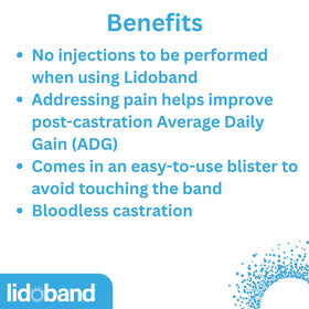SOLVET Lidoband band applied to lamb for localized anesthetic delivery during banding.