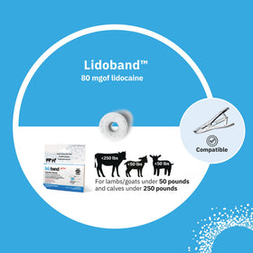 SOLVET Lidoband on lamb provides targeted analgesia during banding.