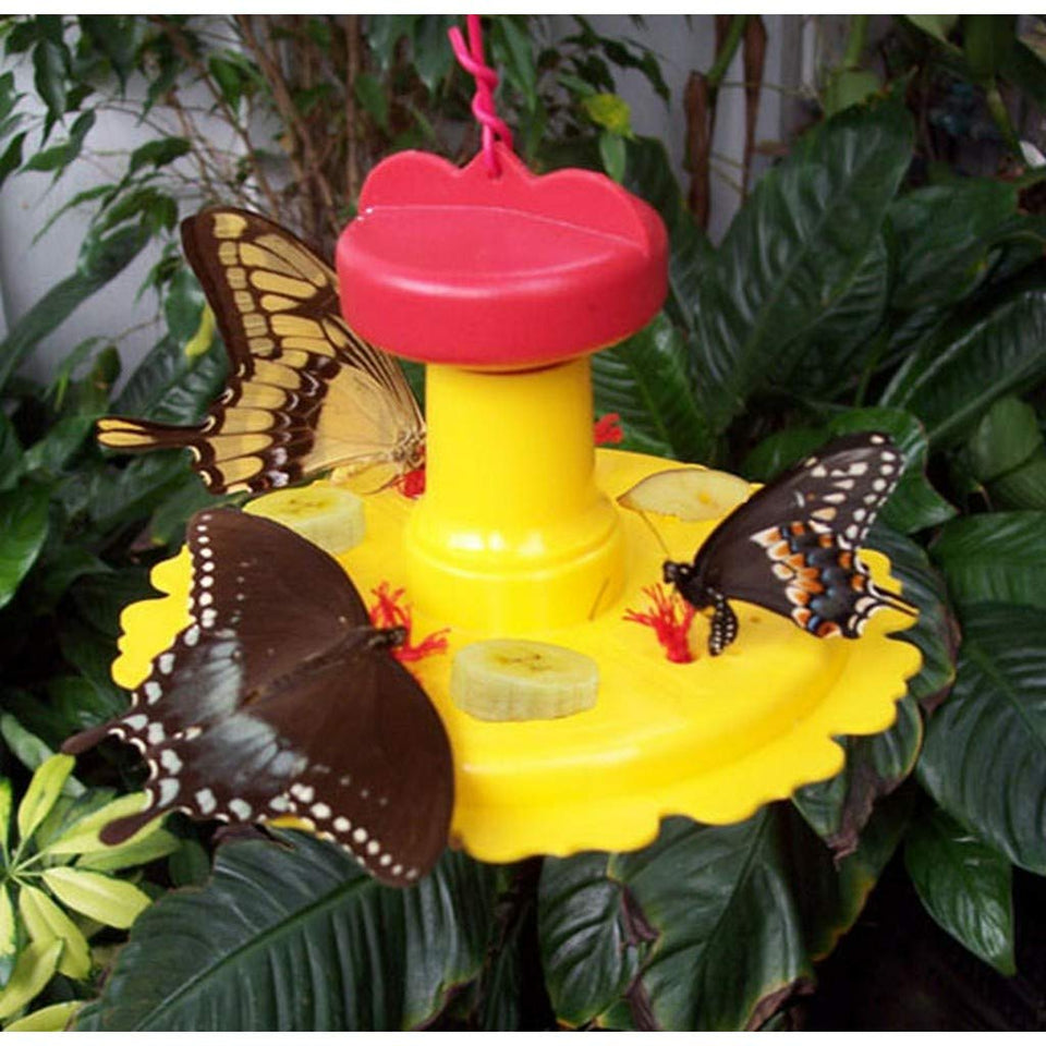 Songbird Essentials butterfly feeder attracts garden pollinators with bright colors and simple maintenance.