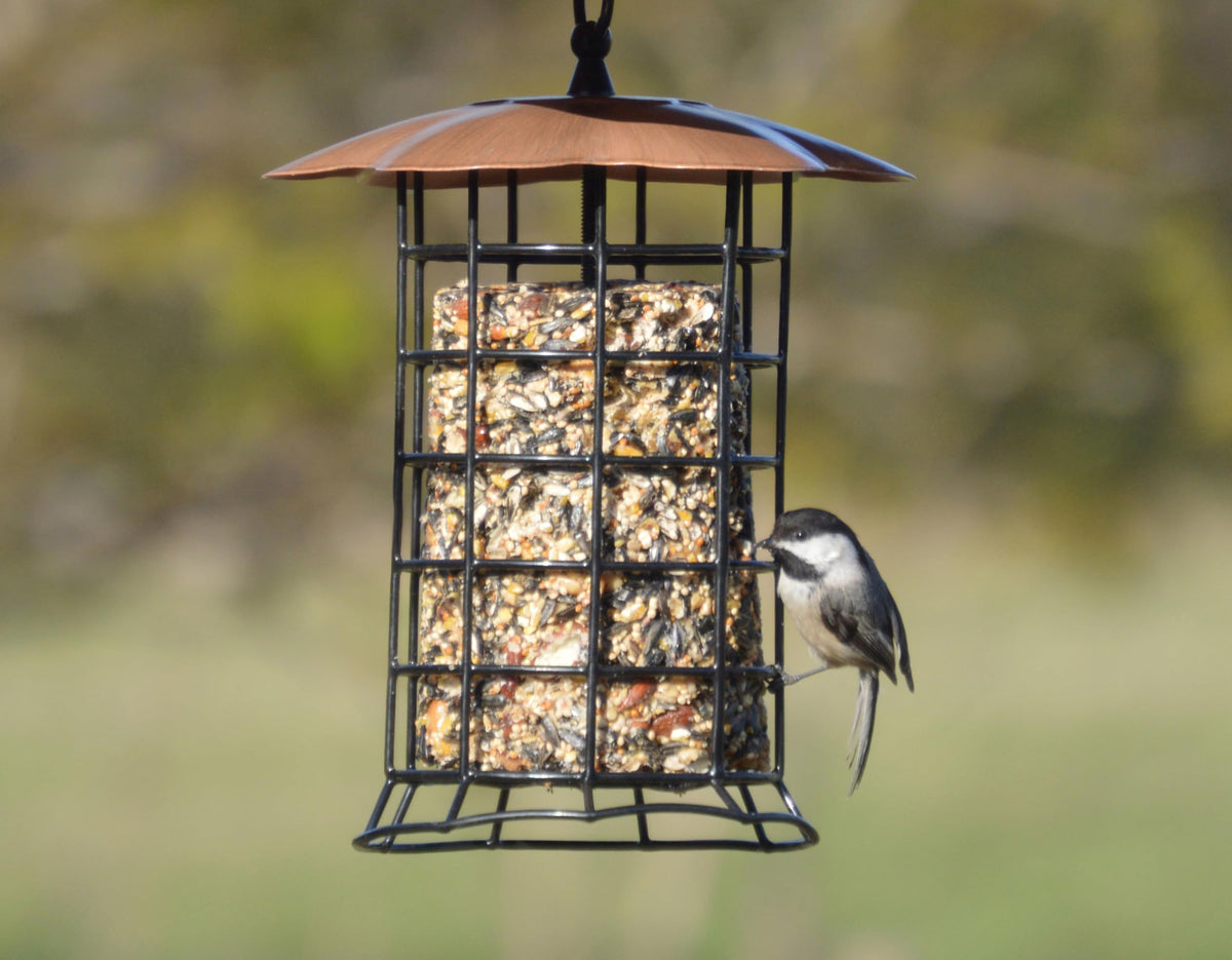 Songbird Essentials hanging loop included for easy porch or tree placement