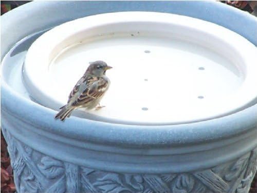 Songbird Essentials SE6017 bird bath raft close-up shows a smooth, easy-care surface.