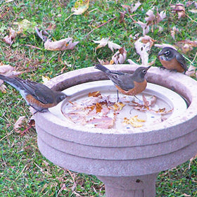 Songbird Essentials SE6017 bird bath raft in use demonstrates a simple bird perch.