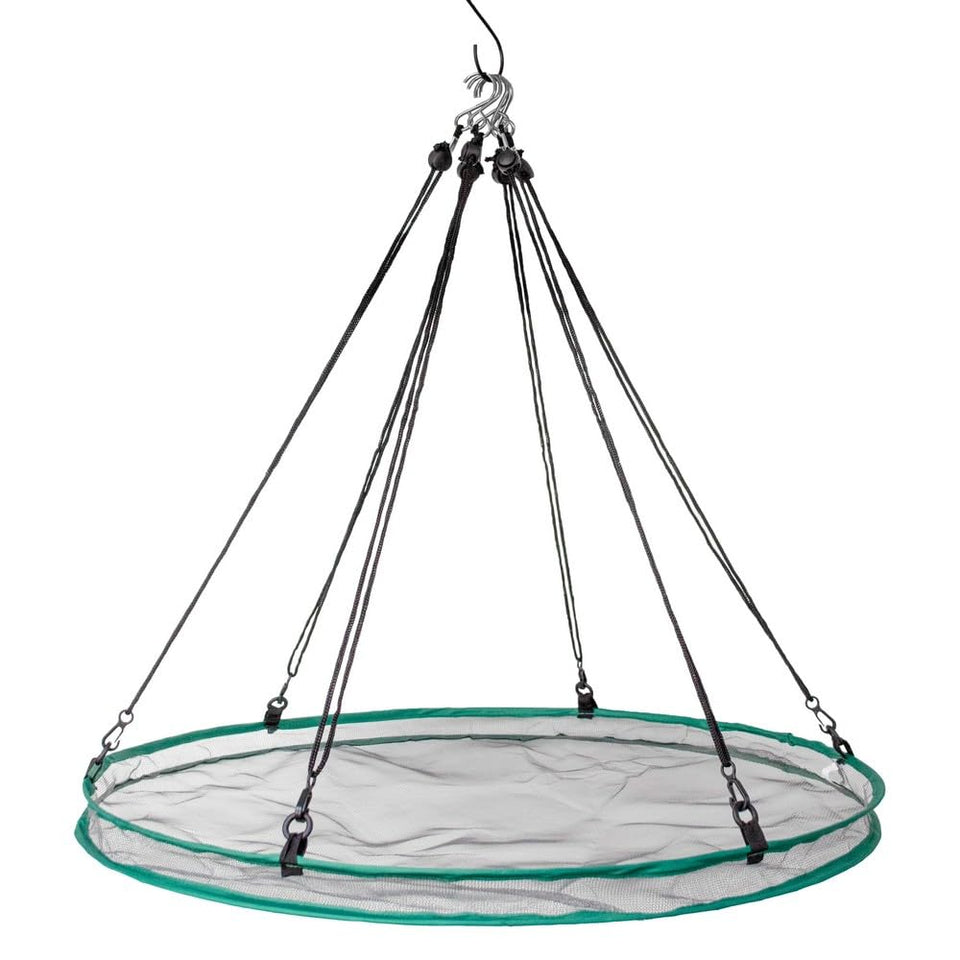 Songbird Essentials SEIA30024 seed hoop in action catching spilled seeds for cleaner feeding