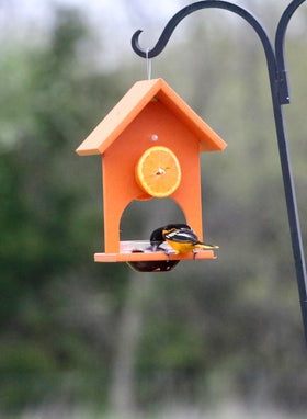 Songbird Essentials SERUBFJF feeder showing jelly capacity and orange halves