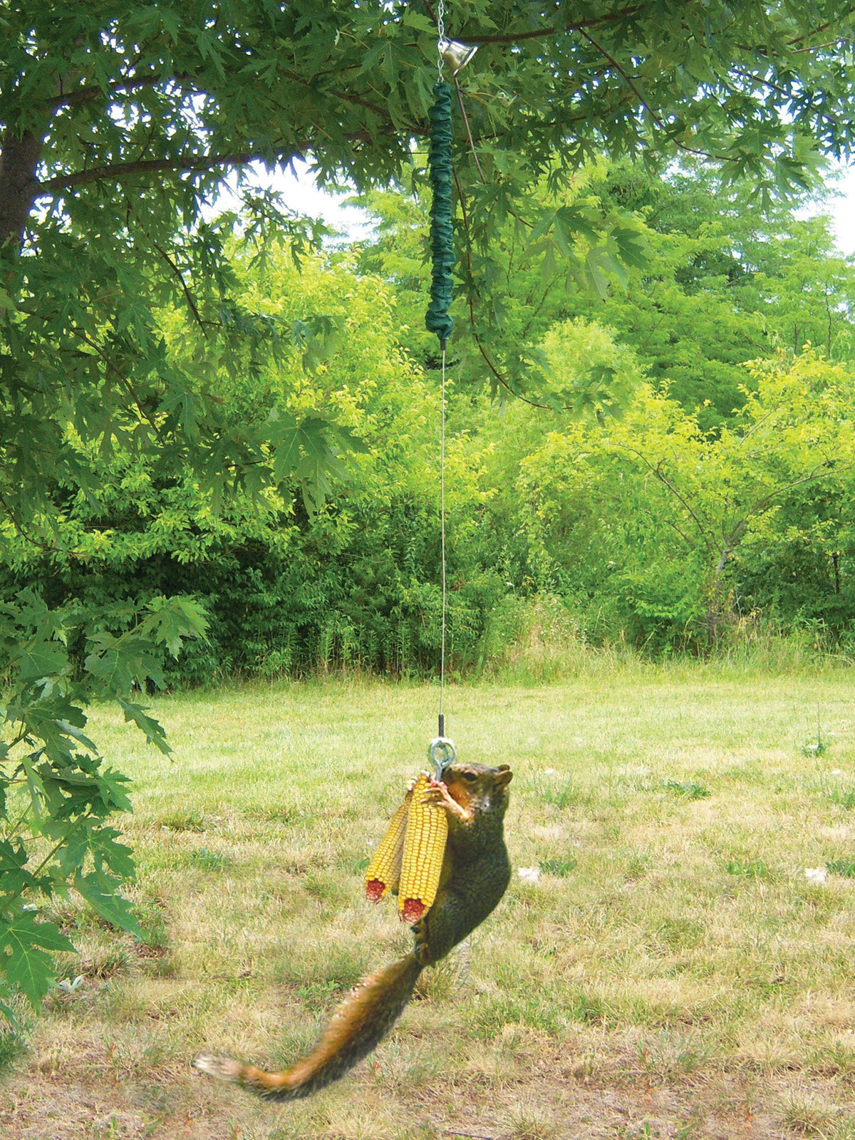 Songbird Essentials Squngee Squirrel Feeder hangs away from bird feeders