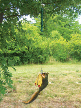 Songbird Essentials Squngee Squirrel Feeder hangs away from bird feeders