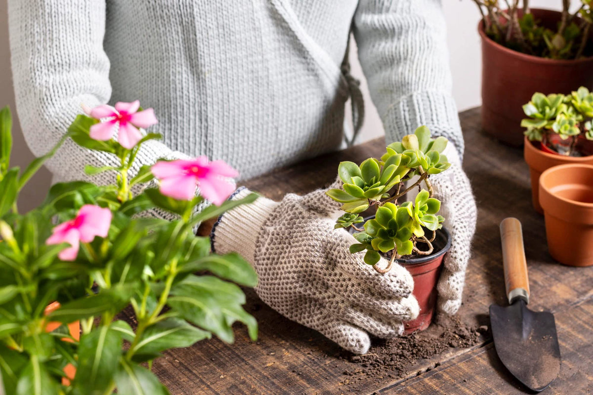 Songtaste desk gardening with these tools for quick plant care at home.