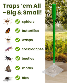 Sonic Technology bug box shown for cicada display and study