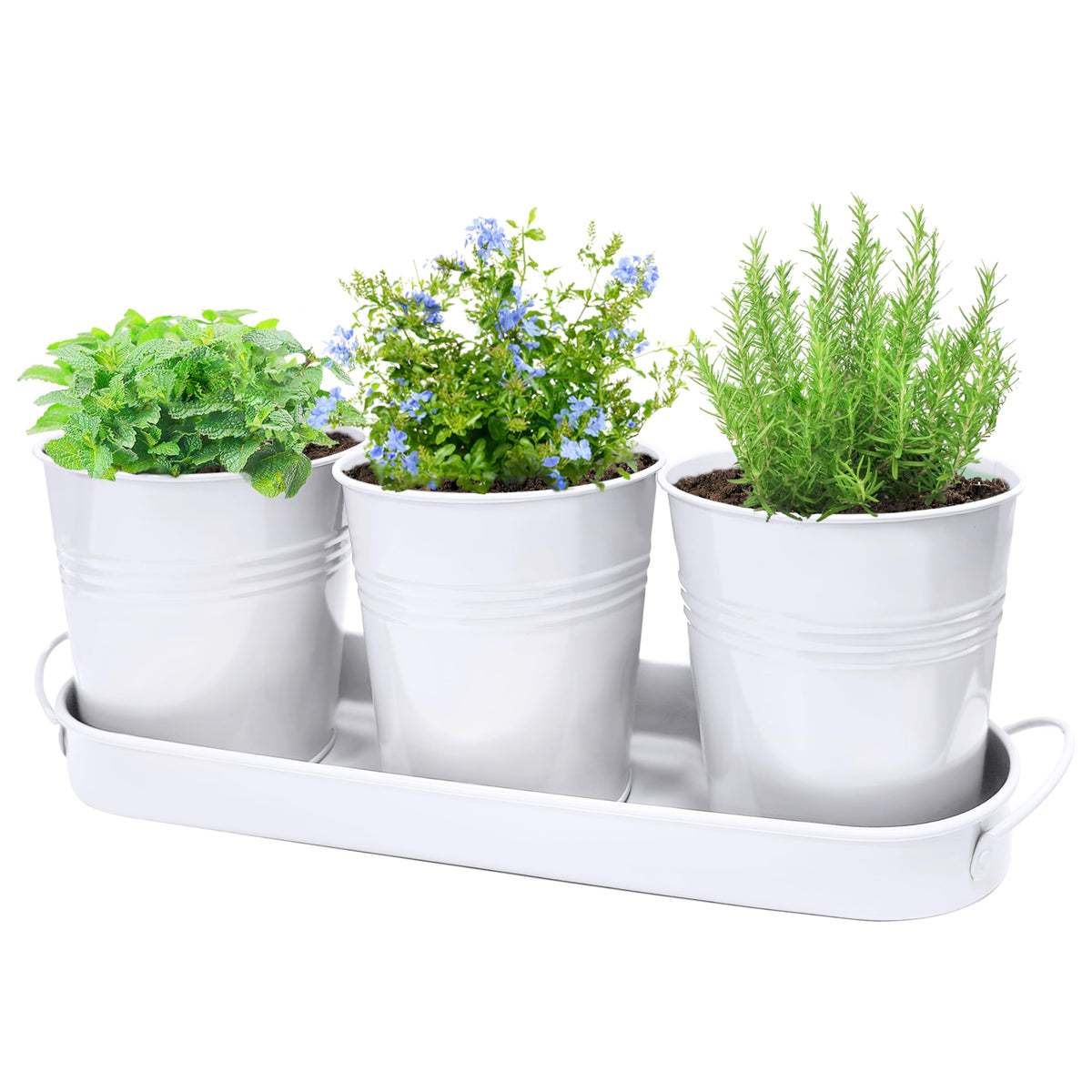 SORANGEUN small pots on a bright windowsill for compact herb gardens.