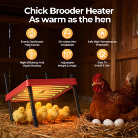 SORSWEET heating plate angled setup shows adjustable height for age-diverse chicks