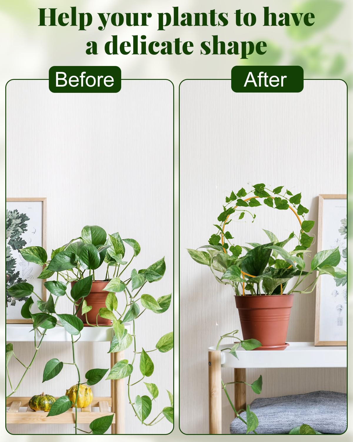 Sousac indoor plants support circle trellis, versatile for various pots.