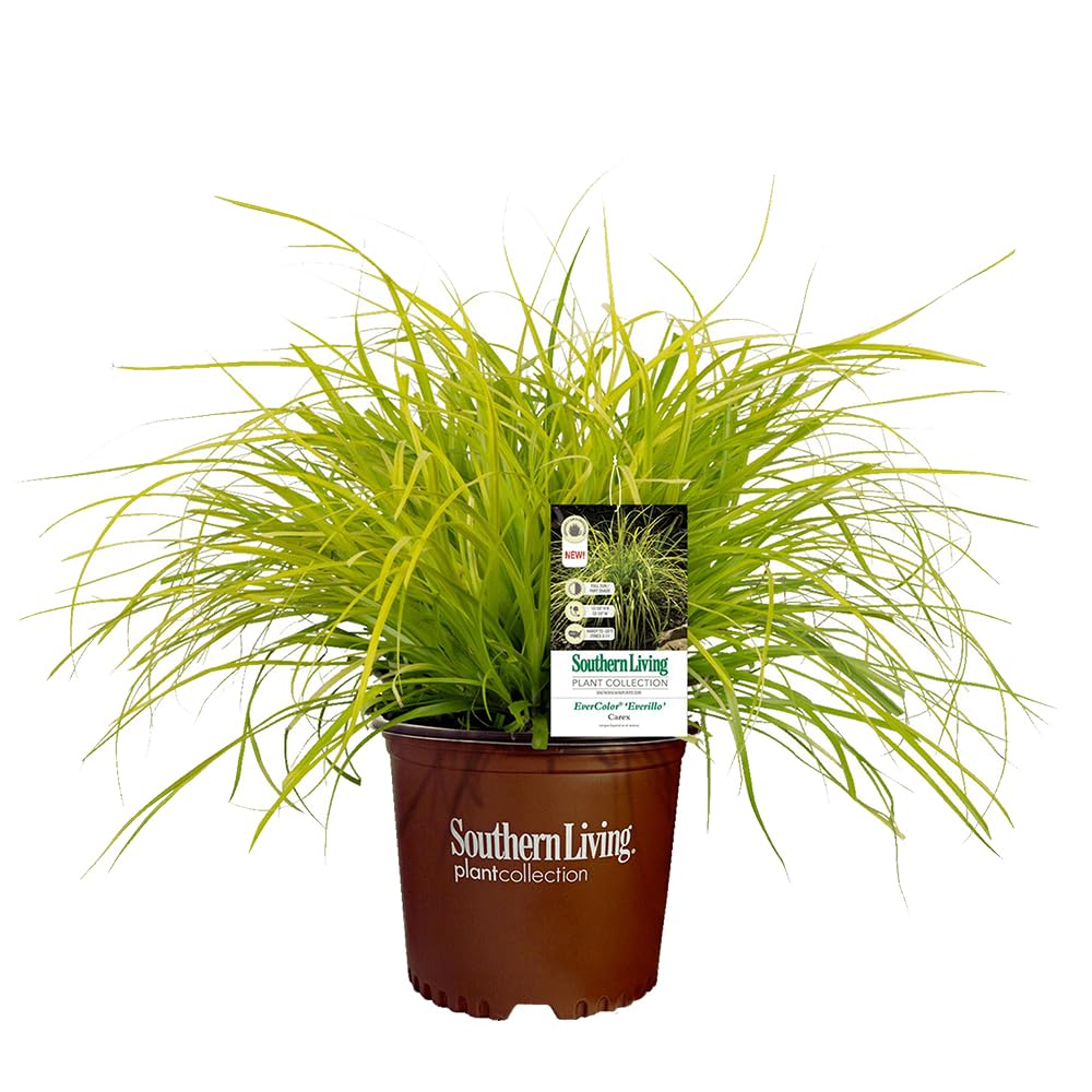 Southern Living Everillo Carex leaf close-up with lime-green to golden tones for shade borders.