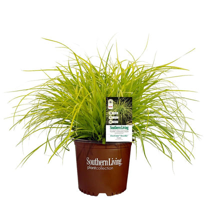 Southern Living Everillo Carex leaf close-up with lime-green to golden tones for shade borders.