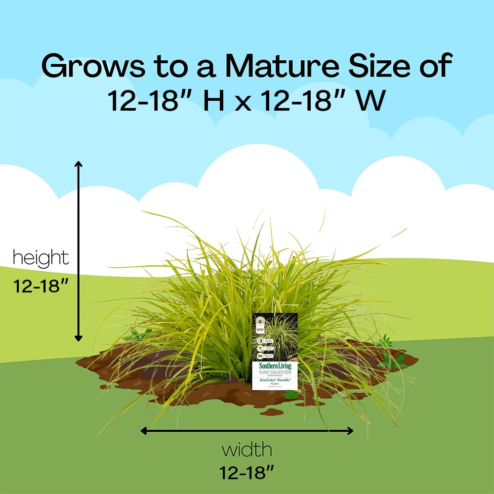 Southern Living Everillo Carex shipped trimmed for plant health during transit.