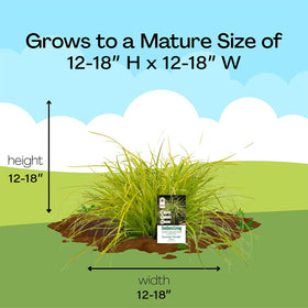 Southern Living Everillo Carex shipped trimmed for plant health during transit.