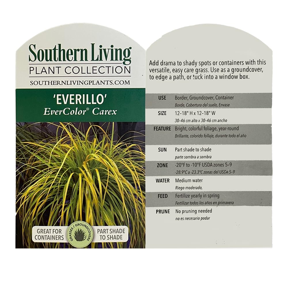 Southern Living Everillo Carex planted in a shady bed, adding bright color.