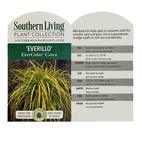 Southern Living Everillo Carex planted in a shady bed, adding bright color.