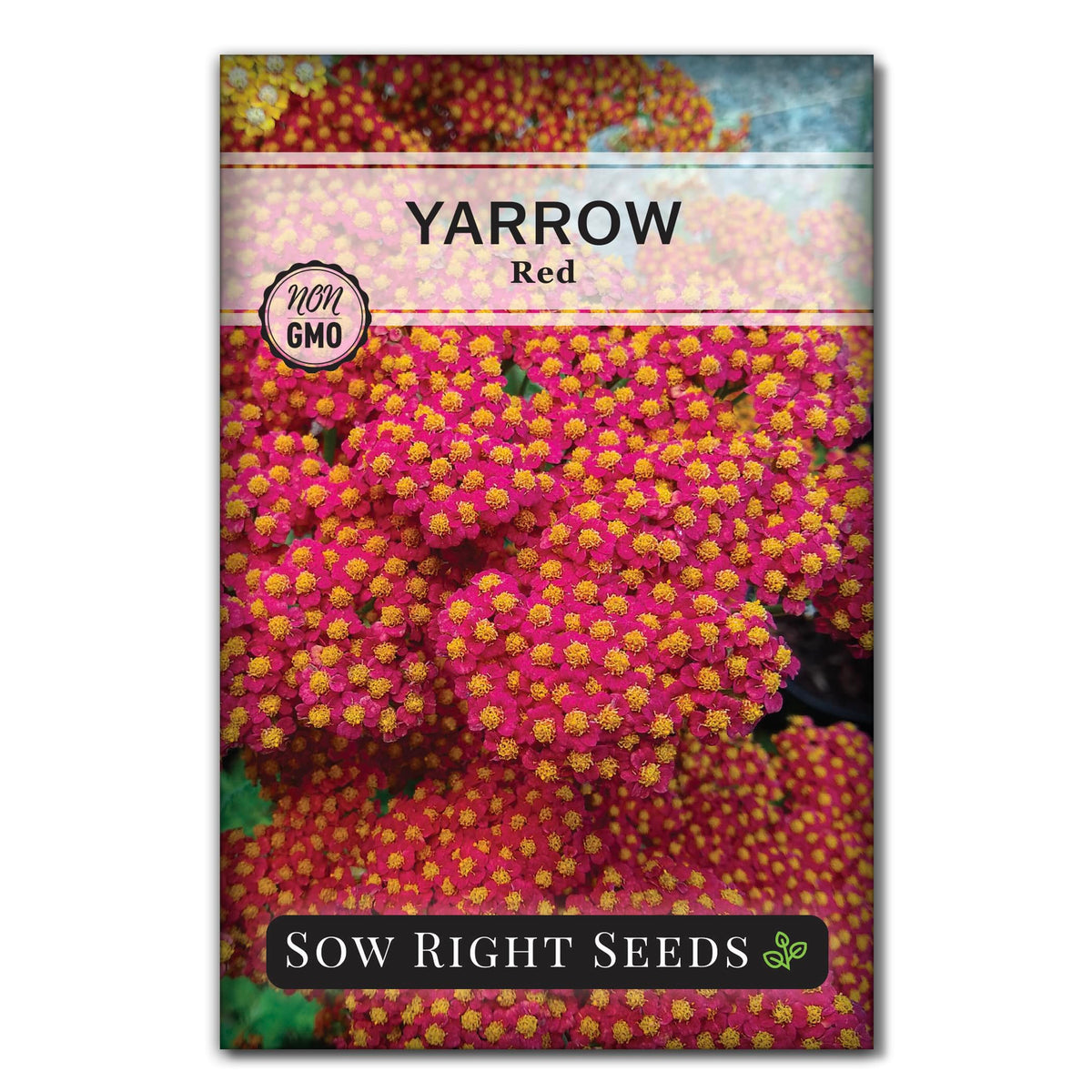 Sow Right Seeds Achillea red yarrow bloom closeup for vibrant borders and pollinator appeal