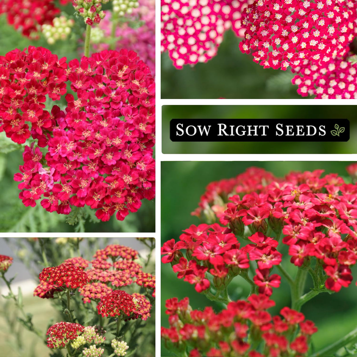 Sow Right Seeds Achillea red yarrow border planting in sunny bed
