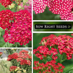 Sow Right Seeds Achillea red yarrow border planting in sunny bed