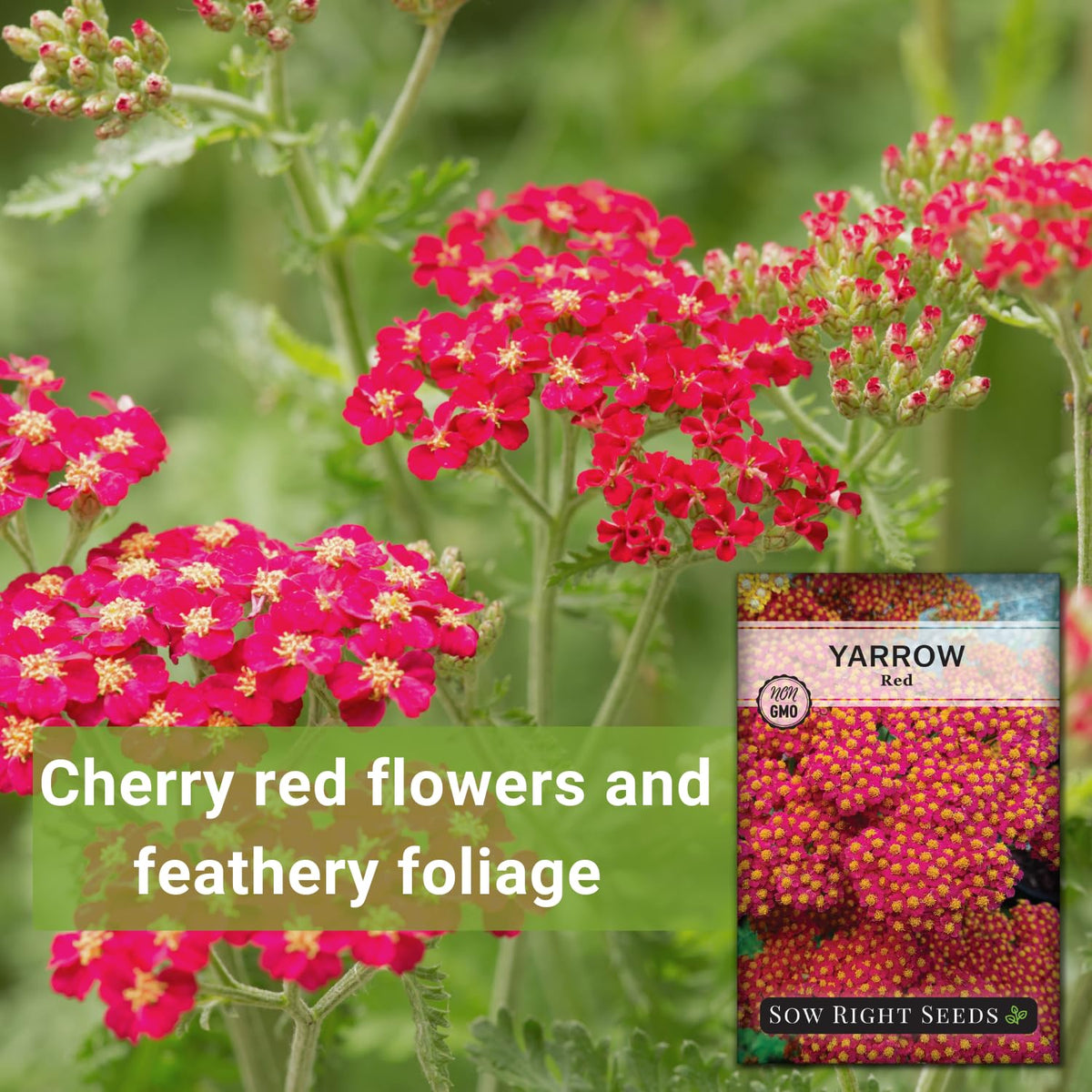 Sow Right Seeds Achillea red yarrow foliage closeup showing feathery texture